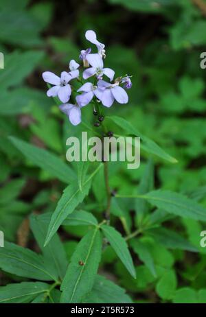 In the spring, cardamine bulbifera grows in the forest and in the wild Stock Photo