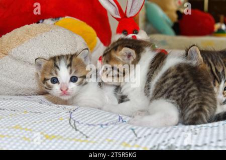 Three stray kittens in bed. Stock Photo