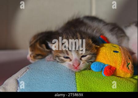 Two stray kittens are sleeping. Stock Photo