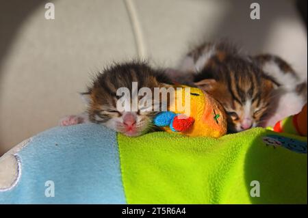 Two stray kittens are sleeping. Stock Photo