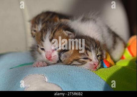 Three stray kittens are sleeping. Stock Photo