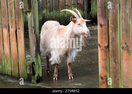 A brown pygmy goat (Capra aegagrus hircus) standing in the Pets Corner petting zoo in Jesmond Dene, Newcastle Stock Photo