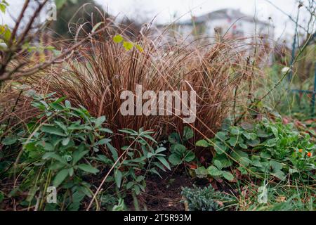 Bronze hair sedge. Carex growing in fall garden on flower border. New Zealand Hair Sedge. Ornamental grass Stock Photo