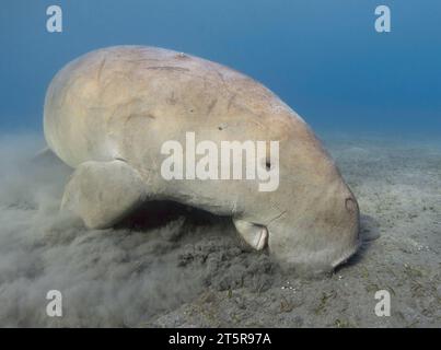 Dugong (Dugong dugon) feeding on seagrass bed, with Golden Trevallys ...