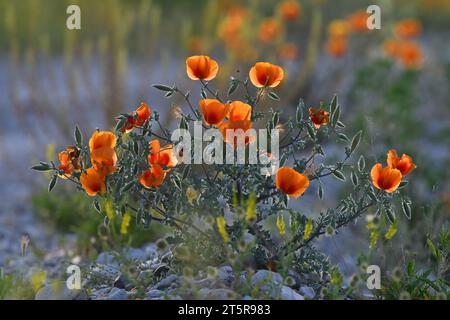 Red-colored glaucium poppy flowers in Turkey Stock Photo
