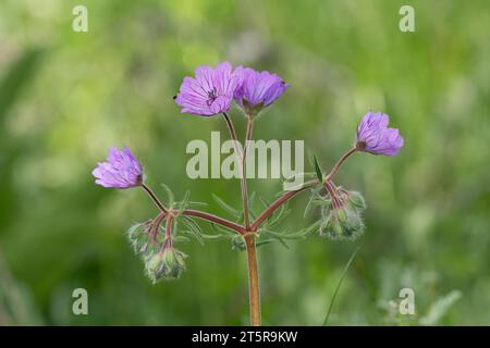 Geranium plants in their natural habitat on a sunny day in spring with wild mauve flowers. Stock Photo