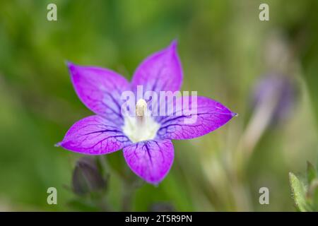 Legousia or Venus' mirror belongs to the Campanulaceae family and is native to the Mediterranean. Stock Photo