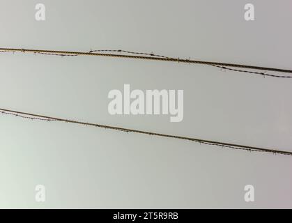 barbed wire Stock Photo