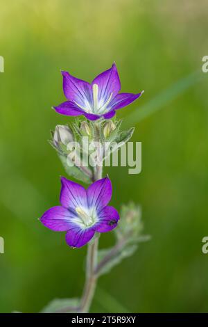 Legousia or Venus' mirror belongs to the Campanulaceae family and is native to the Mediterranean. Stock Photo