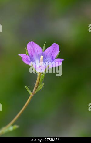 Legousia or Venus' mirror belongs to the Campanulaceae family and is native to the Mediterranean. Stock Photo