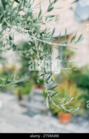 Green olives grow among the foliage on a tree branch in the garden Stock Photo