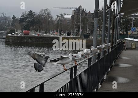 Gray railings framing pier and seagulls are sitting on it near waterfront of the lake Zurich in personal harbor. Stock Photo