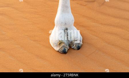 Closeup view of a large white camel foot or toe with large nails standing on sand Stock Photo