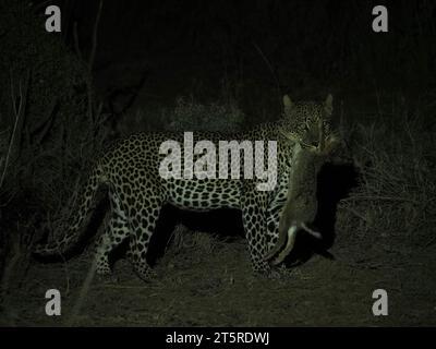 male leopard, (Panthera pardus) with hare prey at night in Laikipia county, Kenya, Africa Stock Photo