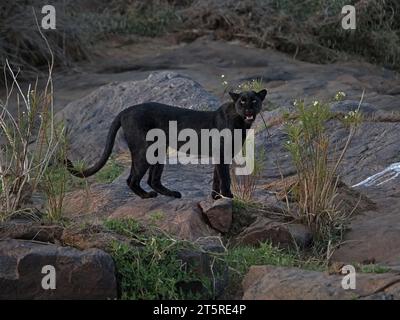 Giza the black panther - a melanistic leopard, (Panthera pardus) with startling yellow eyes crossing a rocky river bed - Laikipia county, Kenya,Africa Stock Photo