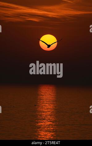 Seabird Silhouette in Sunrise Stock Photo