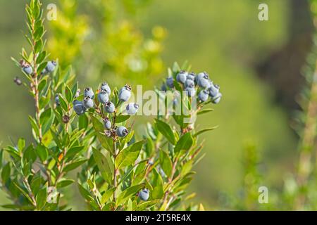 Black coloured Myrtus communis fruit and leaves in nature. Blurred background. Stock Photo