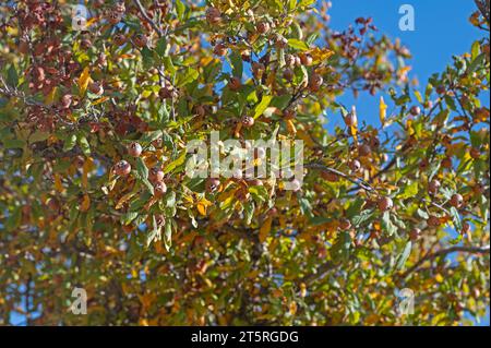 Fresh ripe organic medlar fruit on tree branches. Healthy food Mespilus germanica. Stock Photo