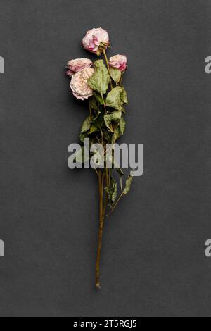 Dried rose branch on black background top view. The concept of loneliness or age. Unhappy love. A loss. Sadness. Stock Photo