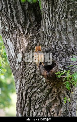 Caucasian Squirrel (Sciurus anomalus) feeding on a tree trunk. Stock Photo