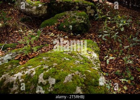 Dry leaves and small green seedlings among moss-covered boulders, in beech forest, Monte Amiata, Tuscany, Italy Stock Photo