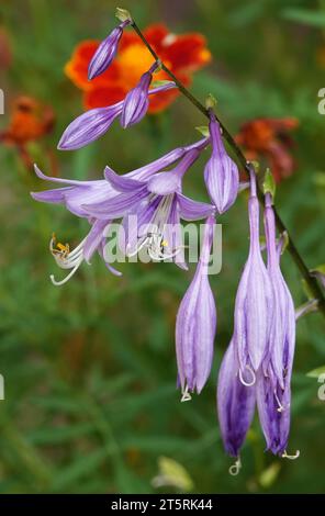 Hosta or Funkia - bright blue flowers - is a perennial herbaceous plant, family Asparagus Stock Photo