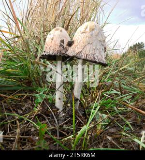 Detail of an edible Shaggy Mane mushroom, Coprinus comatus, growing along the Deschutes River in Oregon. Stock Photo
