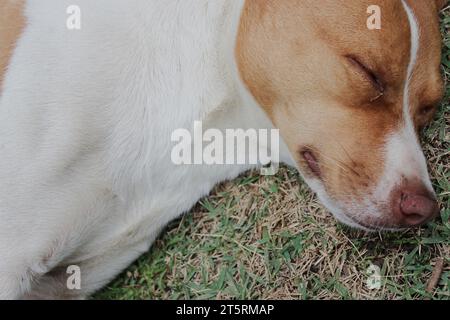 Portrait of a mixed-breed dog with a mottled coat in shades of white, light brown, and beige, peacefully resting while sleeping on a green. Stock Photo