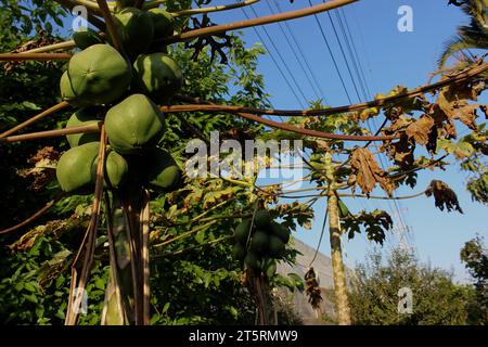 Papaya trees with green papaya fruits, grown in an organic community orchard on an urban electrical grid site land in the city of São Paulo. Stock Photo