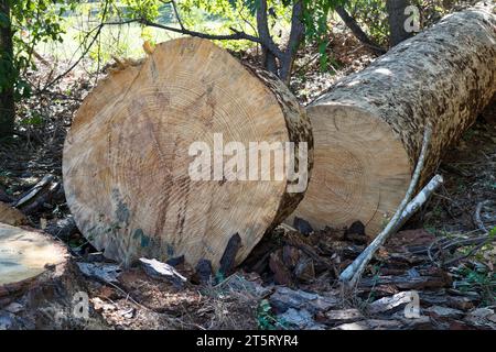 Cypress tree cut down in a forest on the edge of a clearing. Logging industry and tree removal conceptual image. Stock Photo