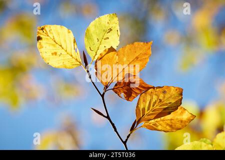 beautiful green, yellow, orange and brown leaves of a beech tree in autumn against a clear blue sky in a blurred background Stock Photo