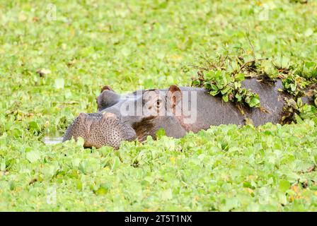 A hippopotamus wallowing in a pond covered with water hyacinth. Stock Photo