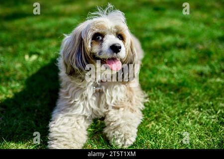 Curious Chinese crested powder puff dog laying on the grass. White fluffy fur, tongue out. Canine companionship, four-legged friend. Grooming salon ad Stock Photo