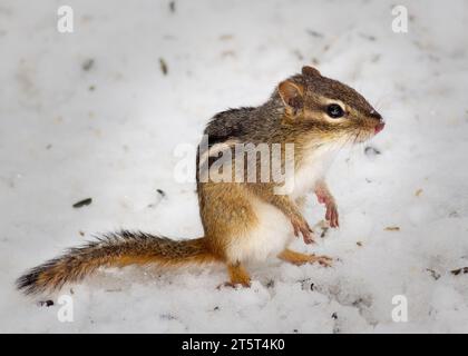 Cute Minnesota Chipmunk (Tamias) posing for a photo on the snowy ground while on its hind legs in the Chippewa National Forest, northern Minnesota USA Stock Photo