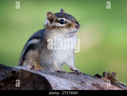 Very handsome closeup of a Chipmunk (Tamias) posing for the camera while sitting on chunk of wood in northern Minnesota USA Stock Photo