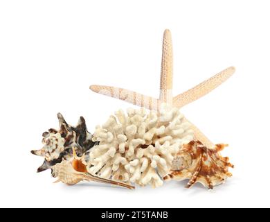 Sea star, shells and coral isolated on white Stock Photo