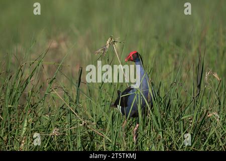 A single mature Purple Swamphens, pushes through long marsh grass on the edge of Tinaroo on territorial patrol. Stock Photo