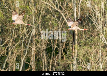 A mated pair of Sarus Cranes in flight down to their morning wetland, feeding area at Hasties Swamp wildlife reserve in Atherton, Australia. Stock Photo
