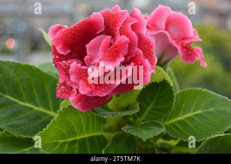 Petals in Pink Perfection ?' 'A Symphony of Pink Elegance ?' 'Graceful Blooms in Fifty Shades of Pink ?' 'Nature's Blush: Pink Roses Edition ?' 'P Stock Photo