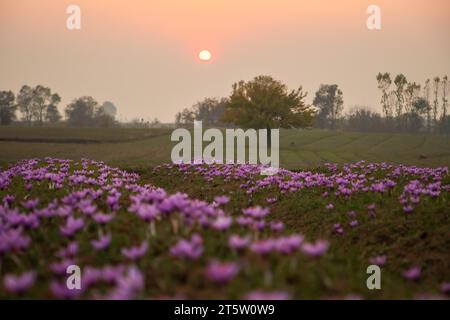 The sun sets over the blooming saffron flowers at a field during the saffron harvest in Pampore, about 22 km from Srinagar. The saffron is a spice derived from the flower of Crocus sativus, and is harvested once a year from October 21 to mid-November. The world's most expensive spice-Kashmiri saffron, often referred to as 'Red Gold' which sells more than 10,000 US dollars a kilogramme, is considered one of the best varieties due to its superior quality and distinct flavour and aroma. It has been associated with traditional Kashmiri cuisine and represents the rich cultural heritage of the regio Stock Photo