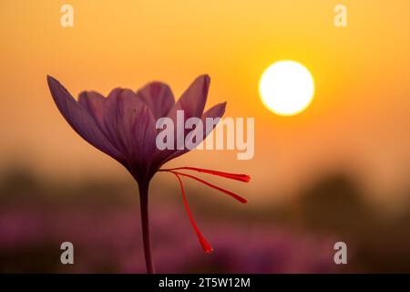 The sun sets over the blooming saffron flower at a field during the saffron harvest in Pampore, about 22 km from Srinagar. The saffron is a spice derived from the flower of Crocus sativus, and is harvested once a year from October 21 to mid-November. The world's most expensive spice-Kashmiri saffron, often referred to as 'Red Gold' which sells more than 10,000 US dollars a kilogramme, is considered one of the best varieties due to its superior quality and distinct flavour and aroma. It has been associated with traditional Kashmiri cuisine and represents the rich cultural heritage of the region Stock Photo