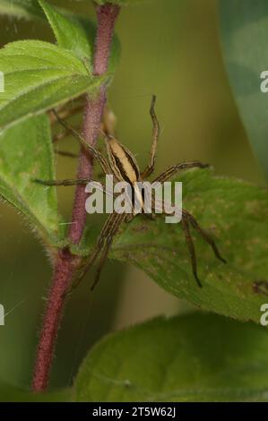 Natural vertical closeup on a Nursery web spider , Pisaura mirabelis sitting in vegetation Stock Photo