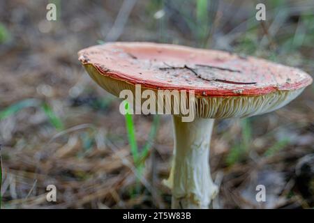 Toadstool, fly agaric glowing in the autumn forest. Stock Photo