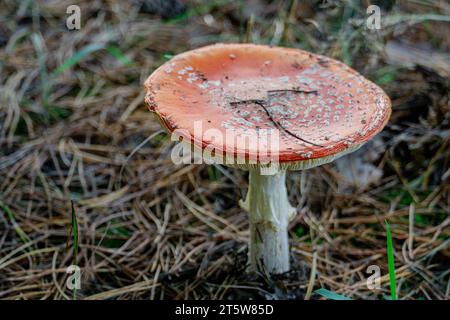Toadstool, fly agaric glowing in the autumn forest. Stock Photo