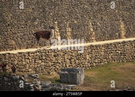 Llama standing against stone wall in Machu Picchu, Peru Stock Photo