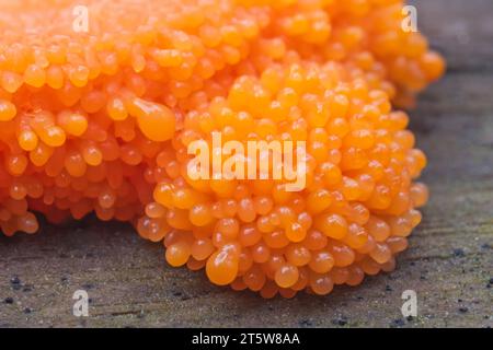 Red raspberry slime mold Tubifera ferruginosa on an old tree trunk in the forest. Rare orange mushroom close-up Stock Photo
