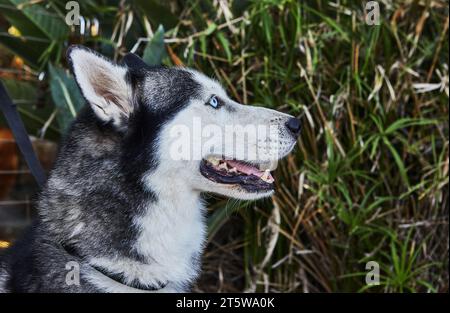 Dog of the Laika breed with multi-colored eyes sits on the street Stock Photo
