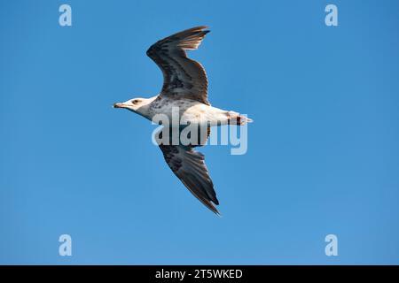 Seagull with spread wings flying over a blue sky. Birdwatching Stock Photo