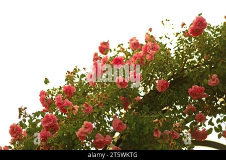 climbing rose. Fantastic pattern of climbing roses in full bloom. Cozy garden on a sunny day. A picturesque image of a blooming garden in spring. Idea Stock Photo