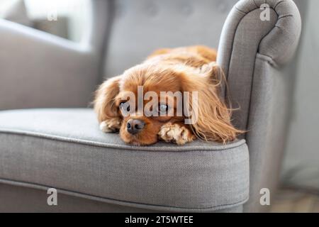 Cute dog napping on the armchair with christmas tree in a background ...